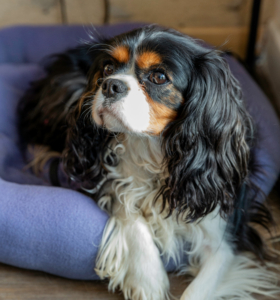 assurance-chien-chat-excellence-courtage