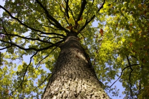 placement-fond-structurés-foret-excellence-courtage